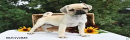 Puggle dogs for sale: Frappe - Ad 2