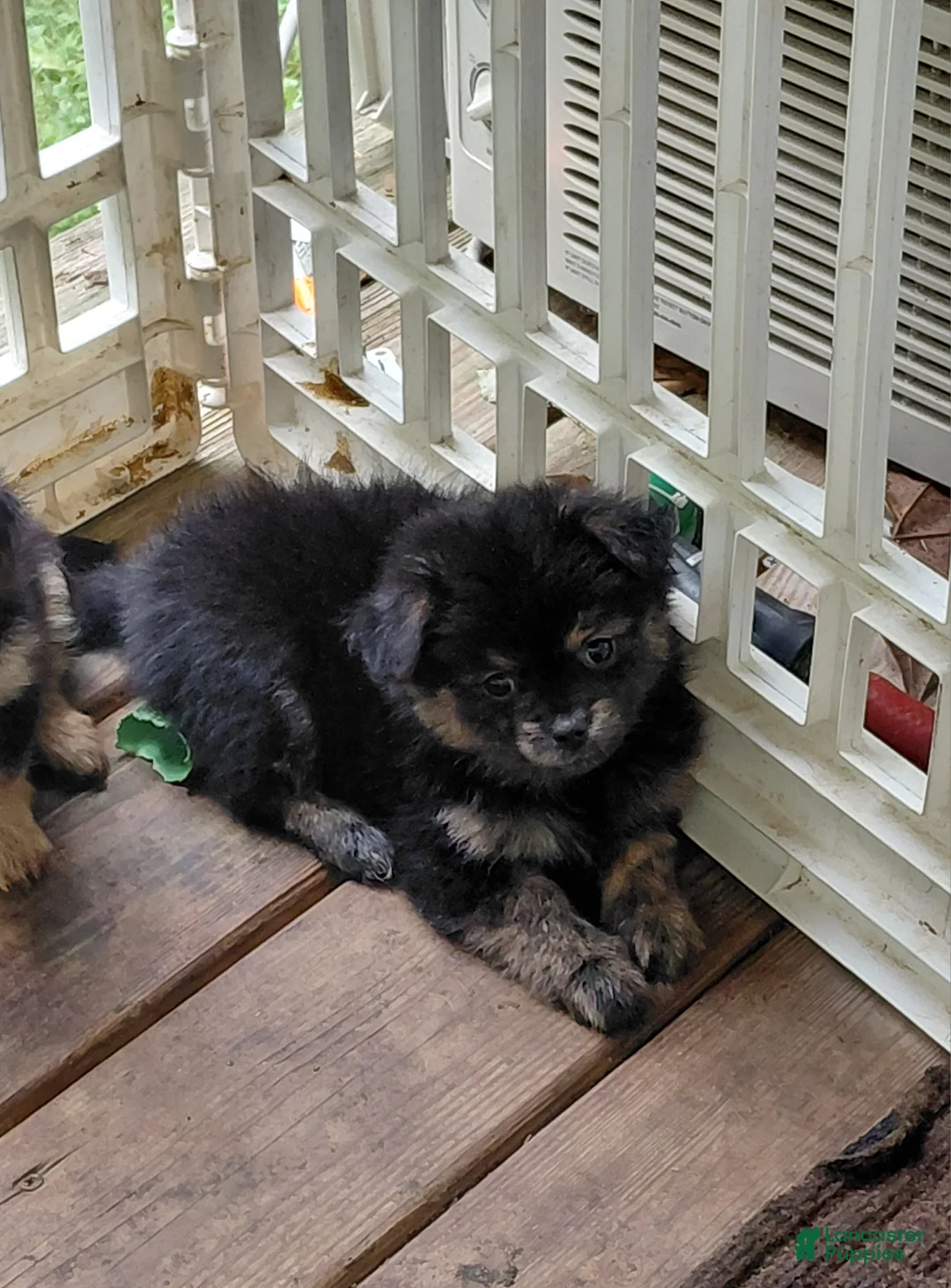 Mixed Breed dogs for sale: Dolley Madison - Ad 1