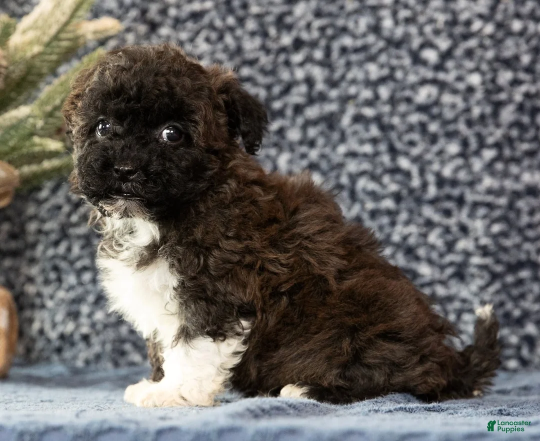 Havapoo dogs for sale: Garrett - Ad 9