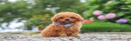 Cavapoo dogs for sale: Luca - Ad 1
