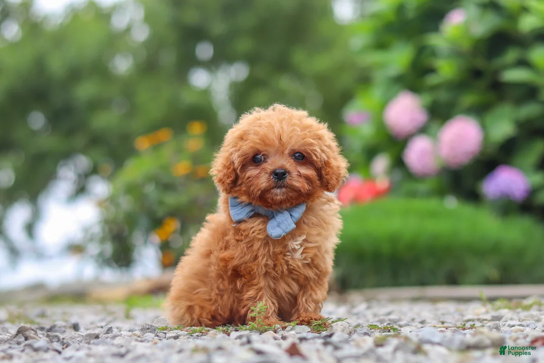 Cavapoo dogs for sale: Luca - Ad 1