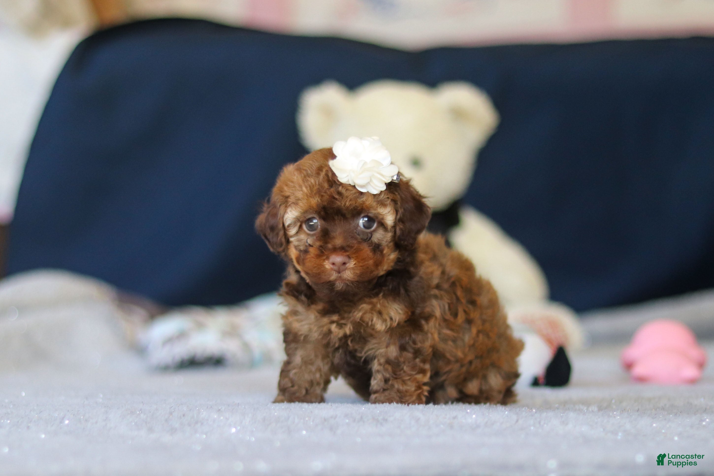 Toy Poodle dogs Briana - Ad 2