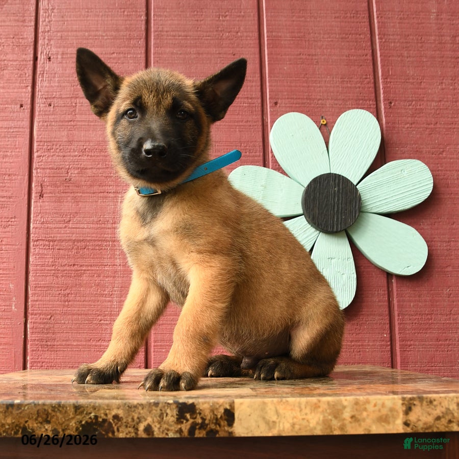 Belgian Malinois dogs Captain - Ad 2