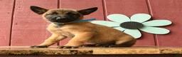 Belgian Malinois dogs for sale: Captain - Ad 2