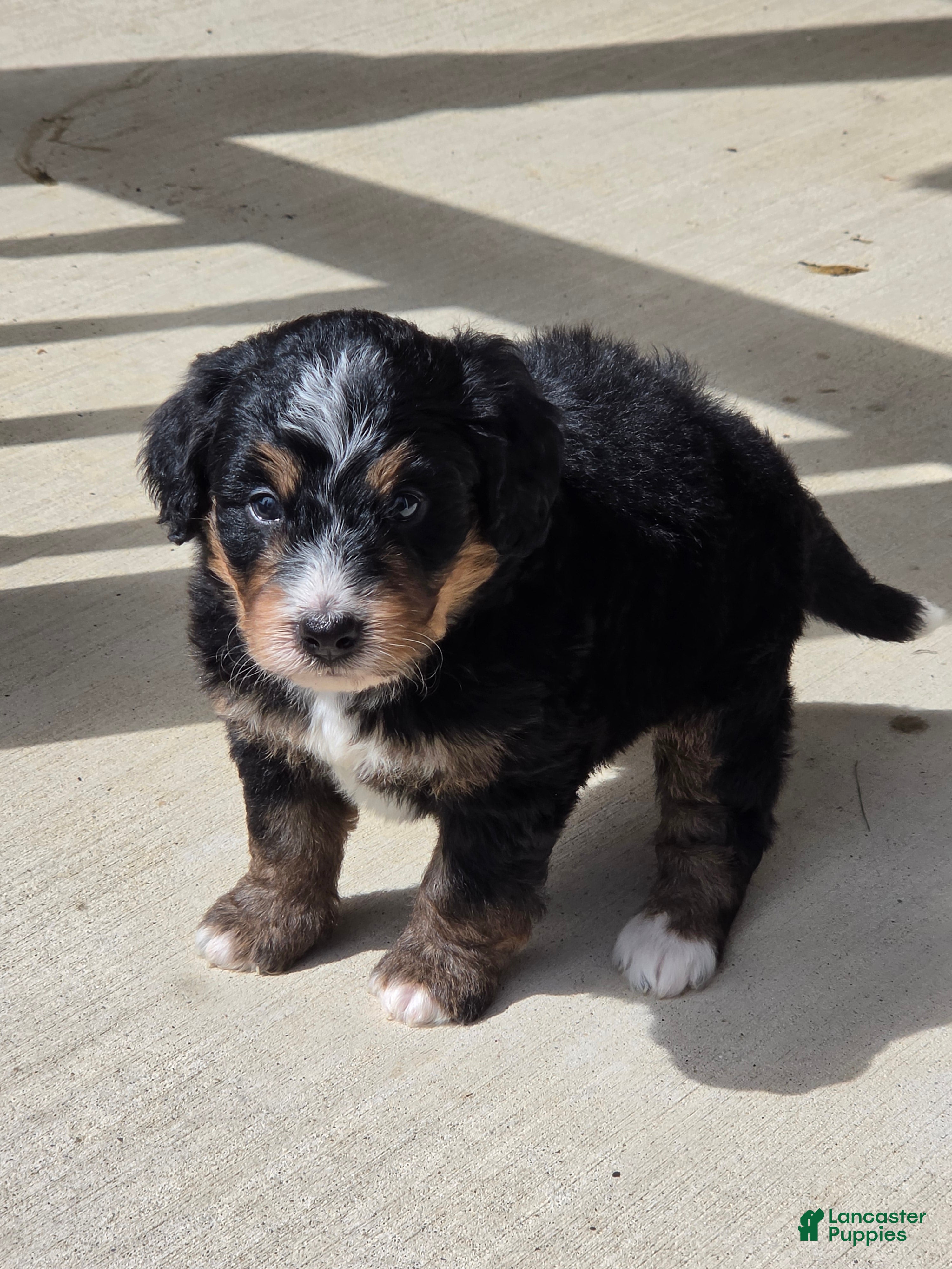 Bernedoodle dogs Lola - Ad 2
