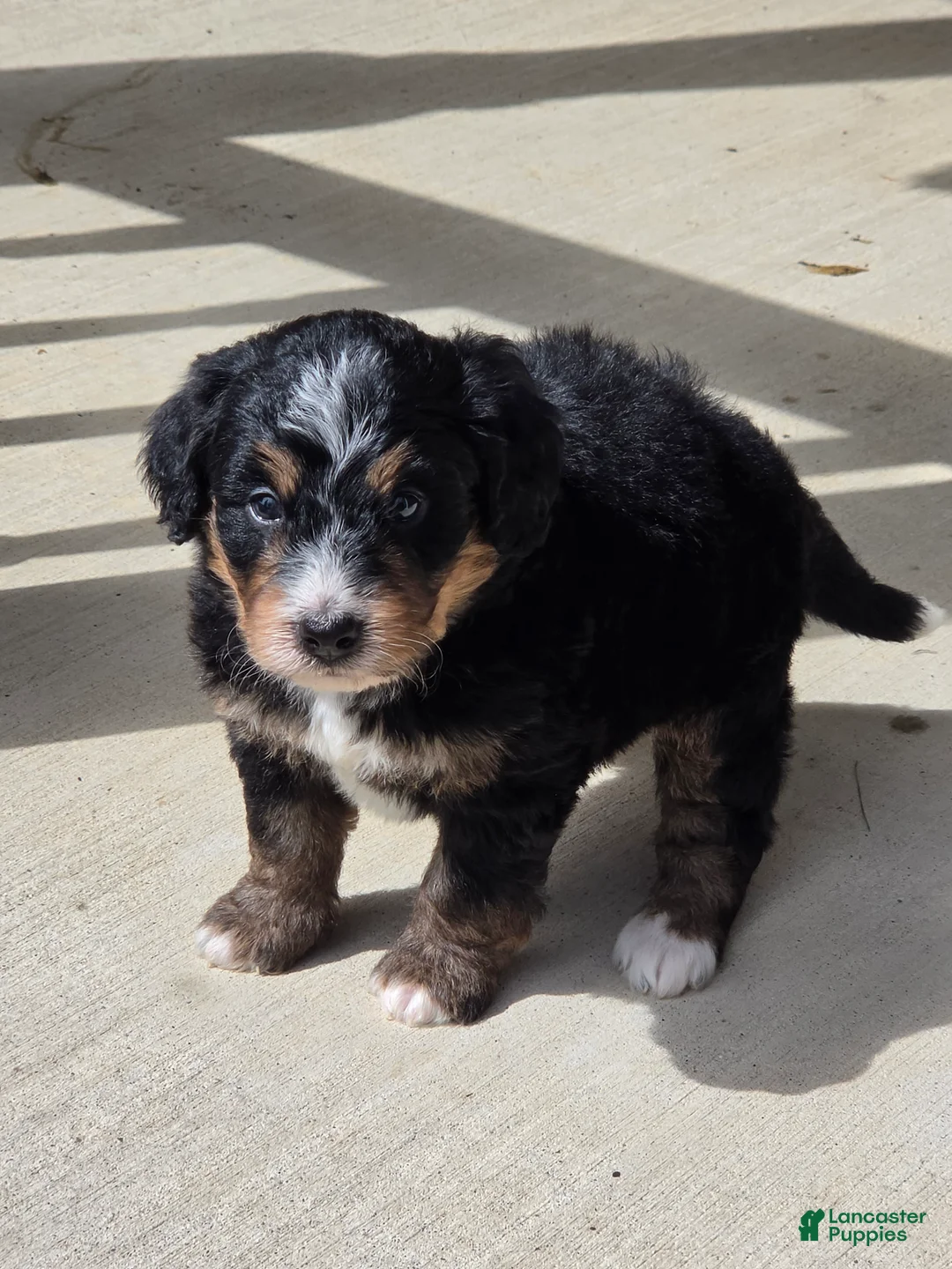 Bernedoodle dogs for sale: Lola - Ad 2