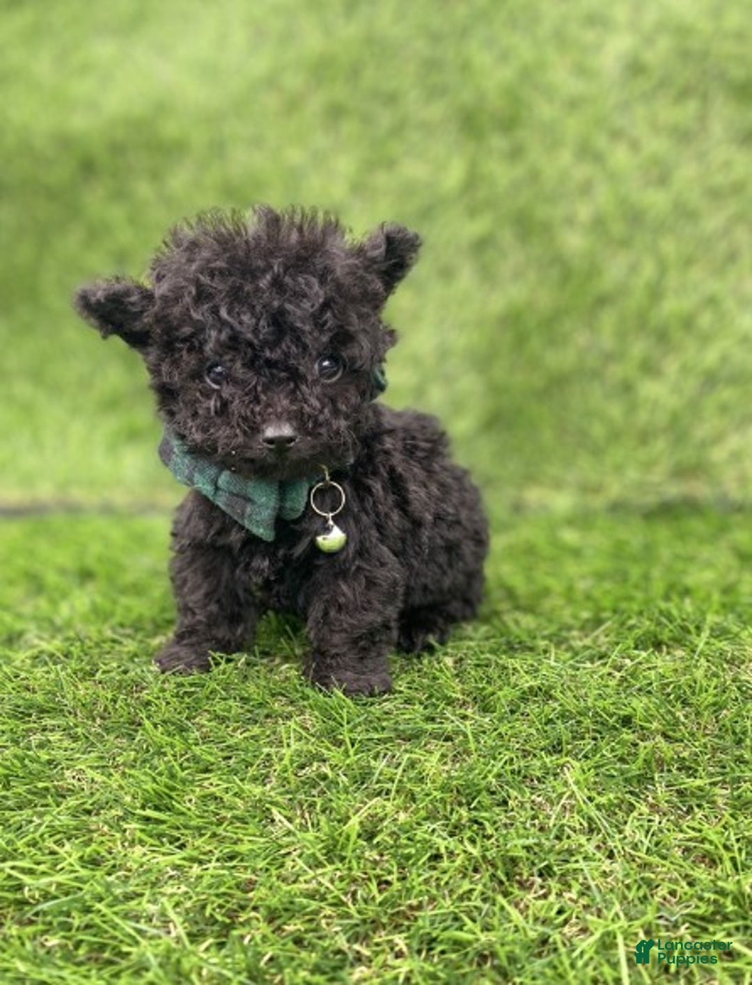 Toy Poodle dogs for sale: Toy Poodle Puppy 1 - Ad 2