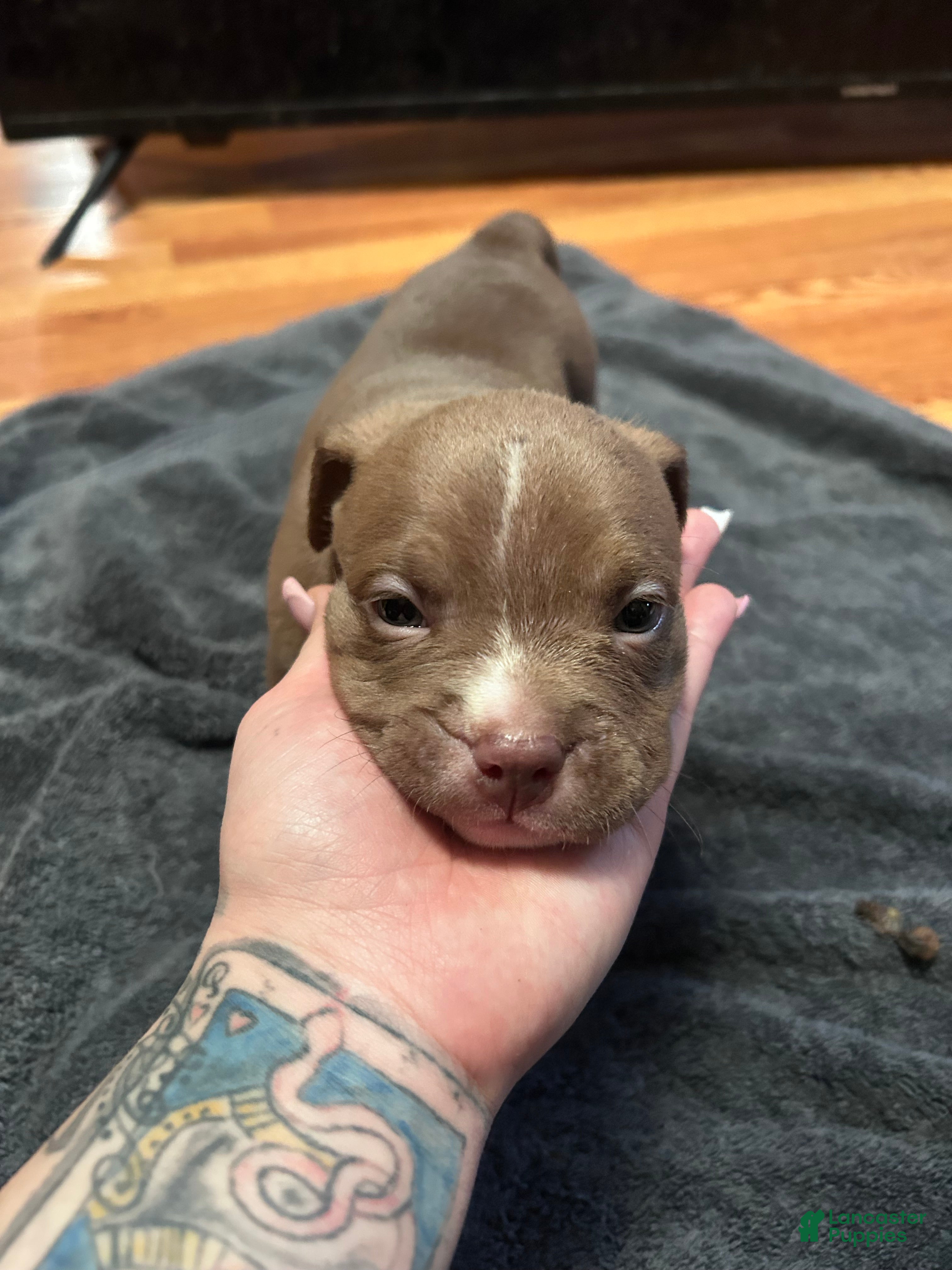 American Bully dogs American Bully Puppy 1 - Ad 17