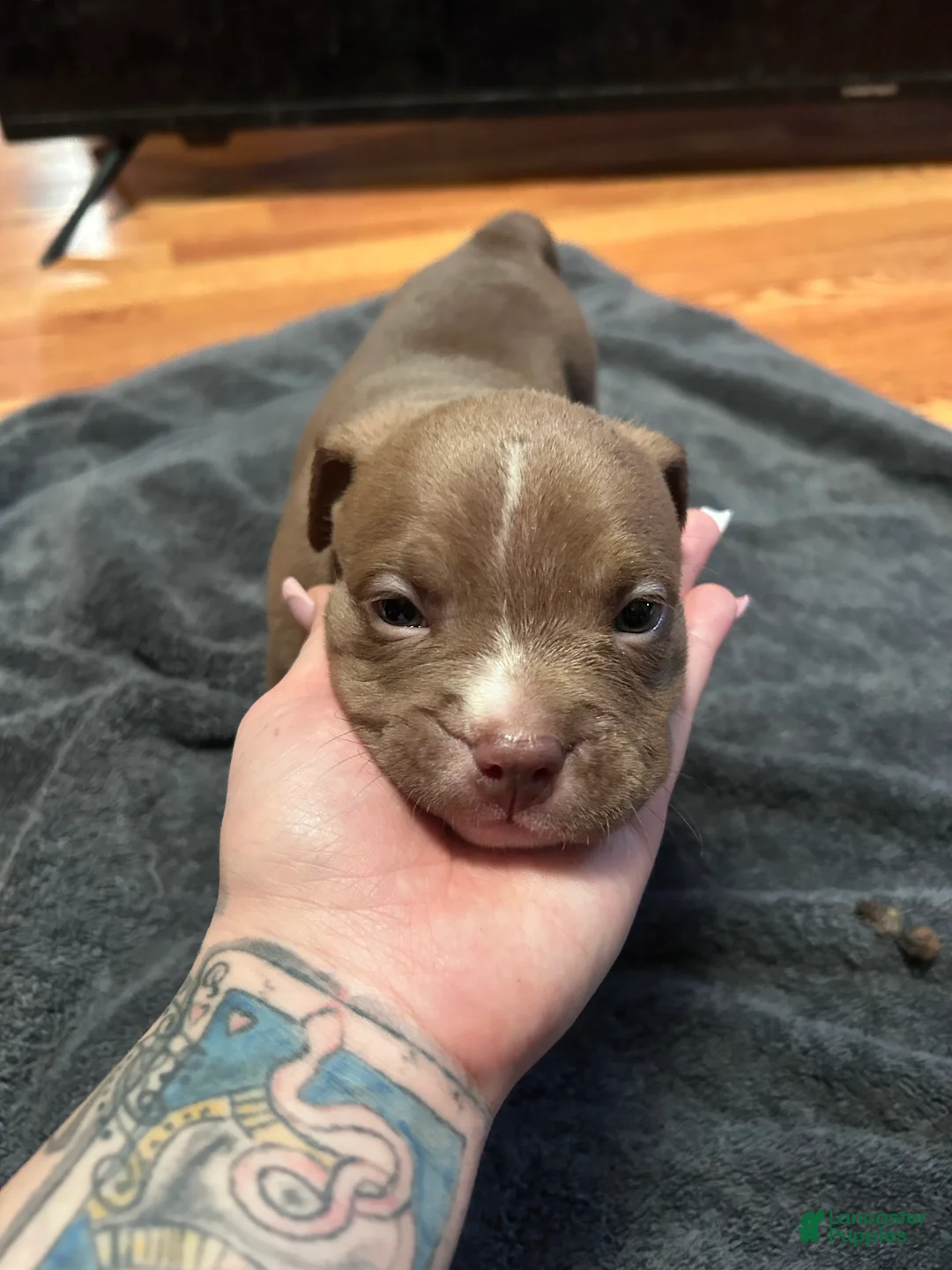 American Bully dogs for sale: American Bully Puppy 1 - Ad 1