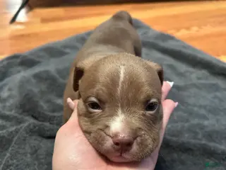 American Bully dogs American Bully Puppy 1 - Ad 17