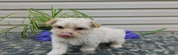 Mixed Breed dogs for sale: Keri - Ad 4