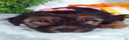 Yochon dogs for sale: Gia - Ad 3