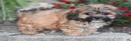 Teddy Bear dogs for sale: Asher - Ad 7