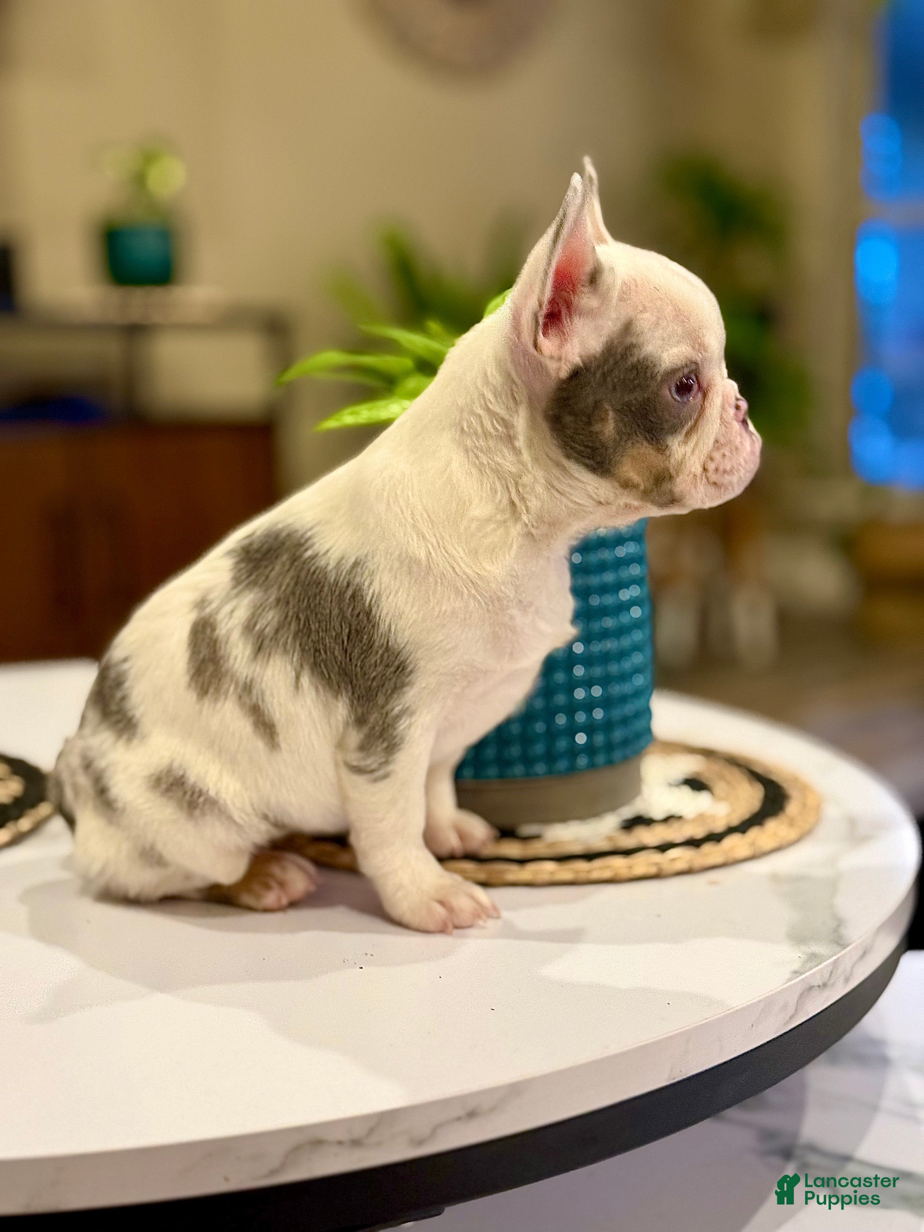 French Bulldog dogs French Bulldog Puppy 1 - Ad 2