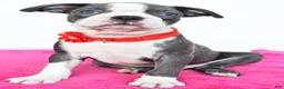 Boston Terrier dogs for sale: Sara - Ad 4