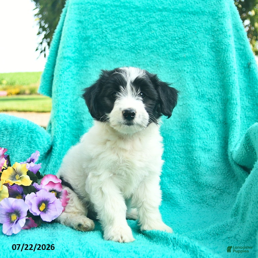 Bordoodle dogs Daisy  - Ad 1