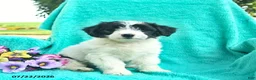 Bordoodle dogs for sale: Daisy  - Ad 1