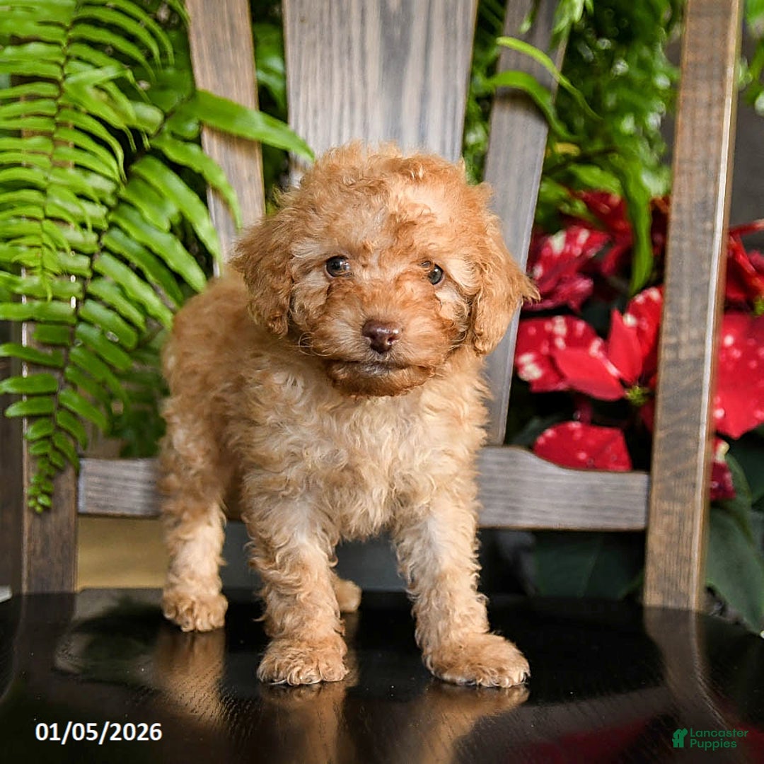 Toy Poodle dogs for sale: Wilbur - Ad 5