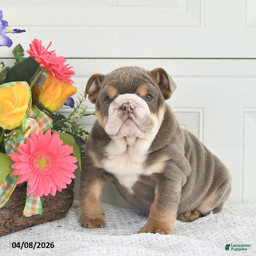 English Bulldog dogs Zelda - Ad 1