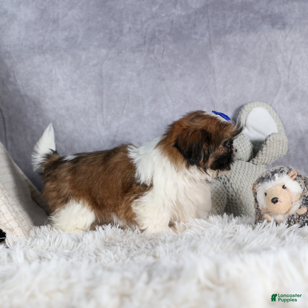 Shih Tzu dogs for sale: OLIVER - Ad 5