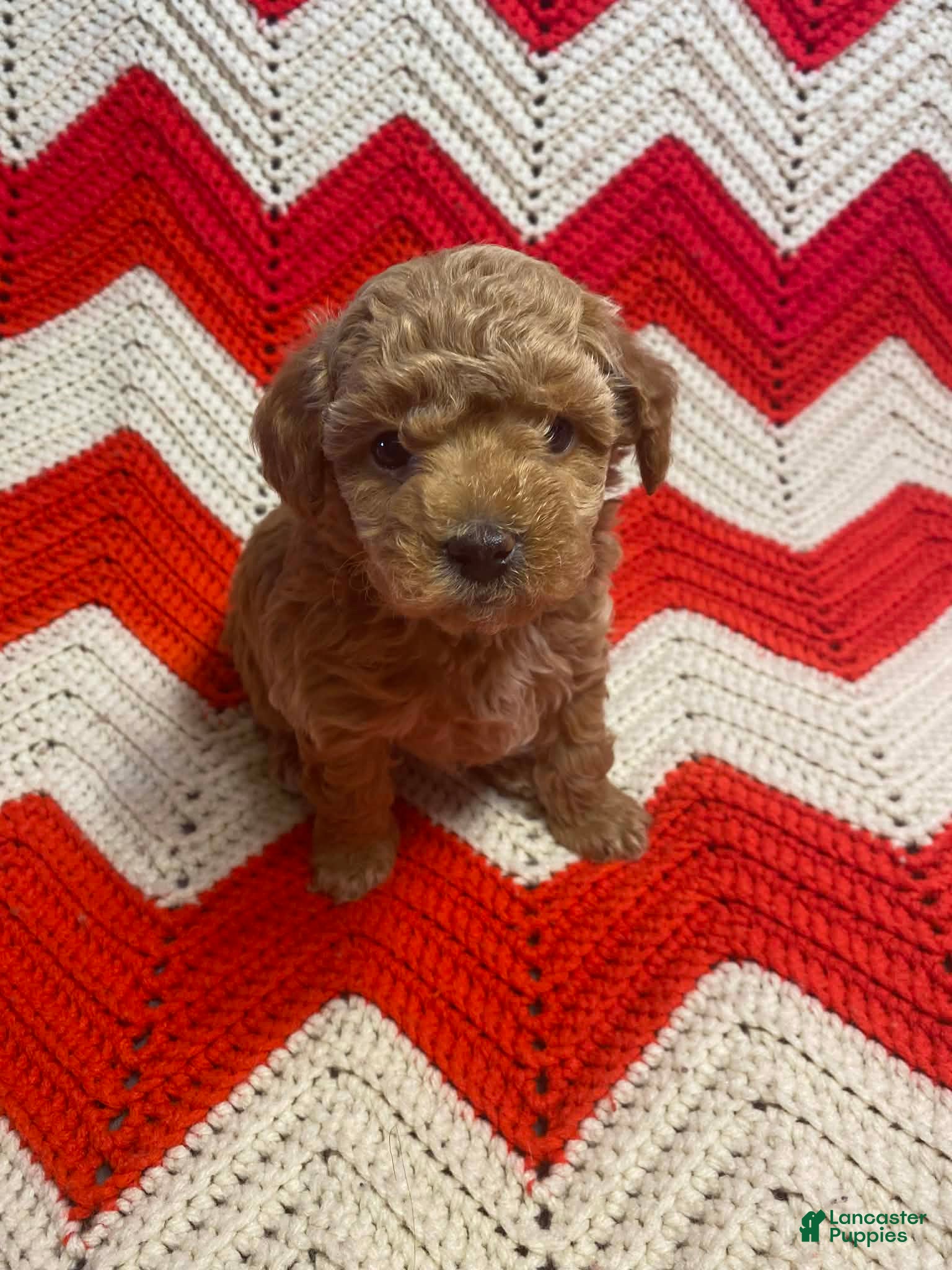 Maltipoo dogs Sid - Ad 36