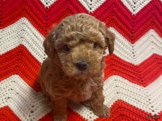 Maltipoo dogs Sid - Ad 36
