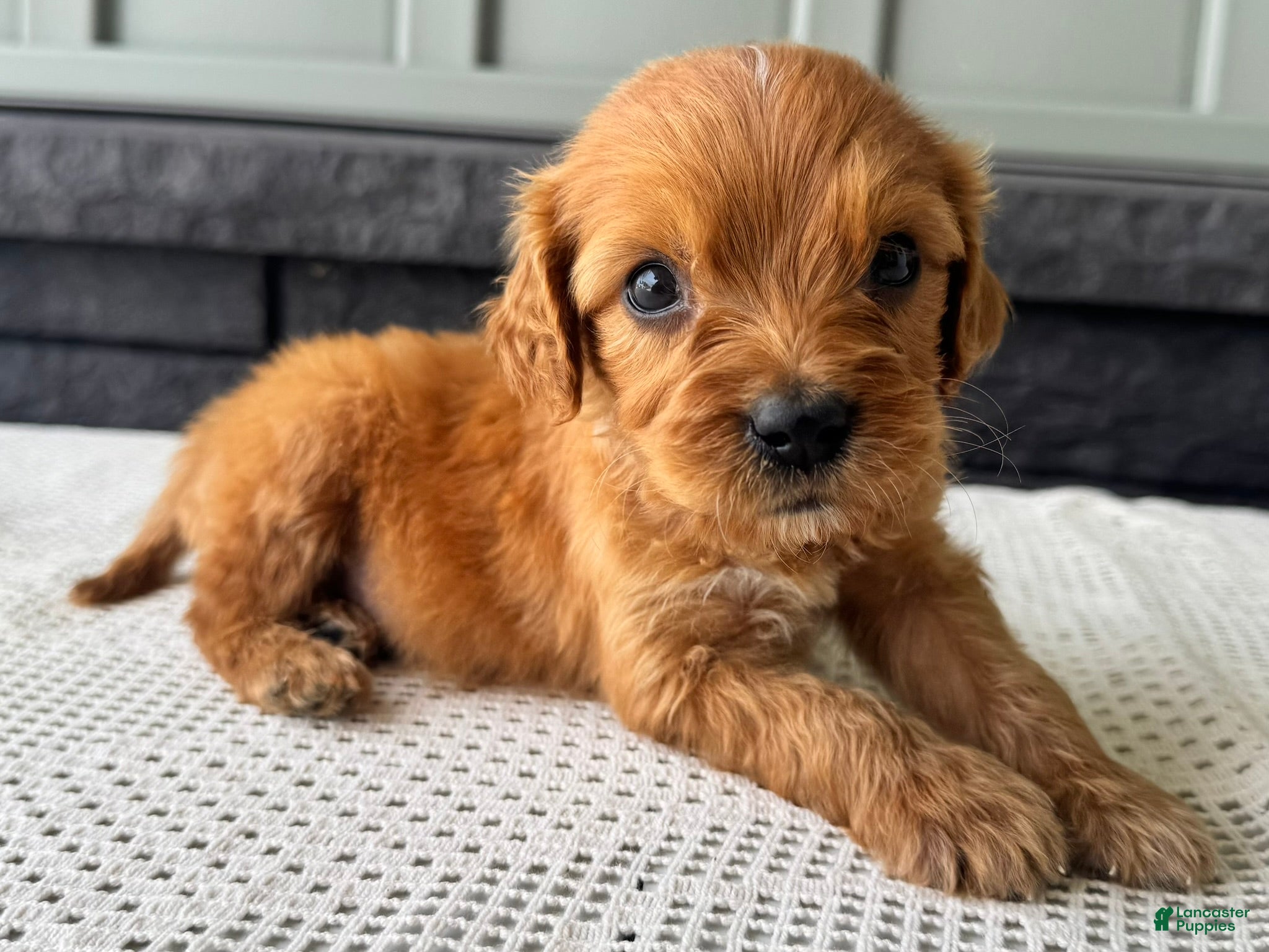 Mixed Breed dogs Billy - Ad 2