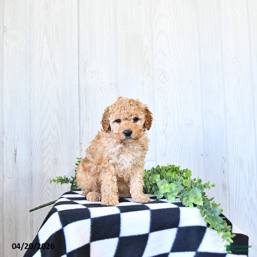 Mini Goldendoodle dogs Tanner - Ad 2