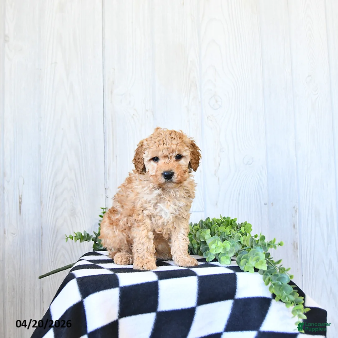 Mini Goldendoodle dogs for sale: Tanner - Ad 2