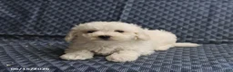 Bichon Frise dogs for sale: Ben - Ad 5