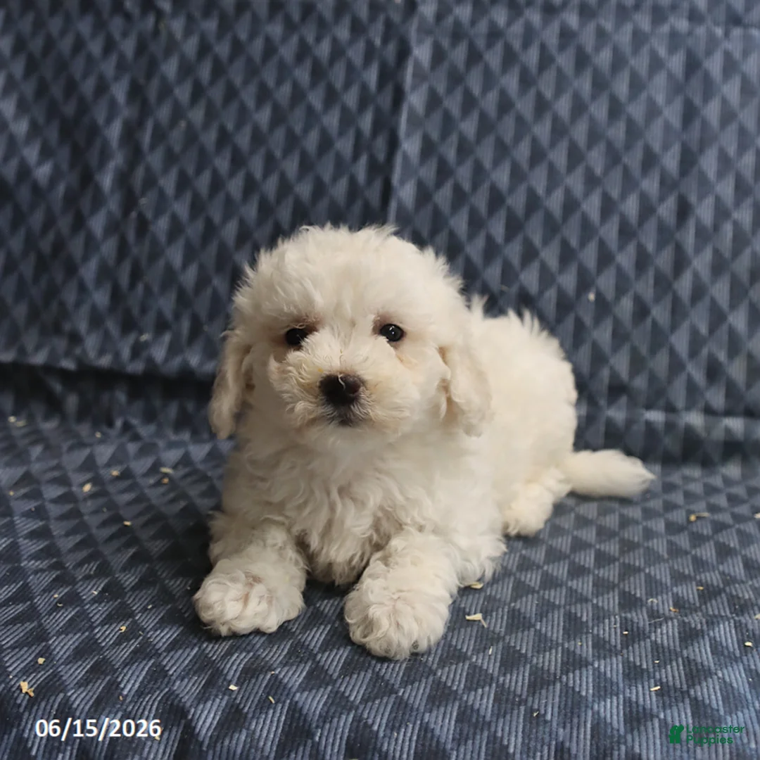 Bichon Frise dogs for sale: Ben - Ad 5