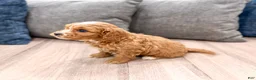 Cavapoo dogs for sale: Buddy - Ad 3