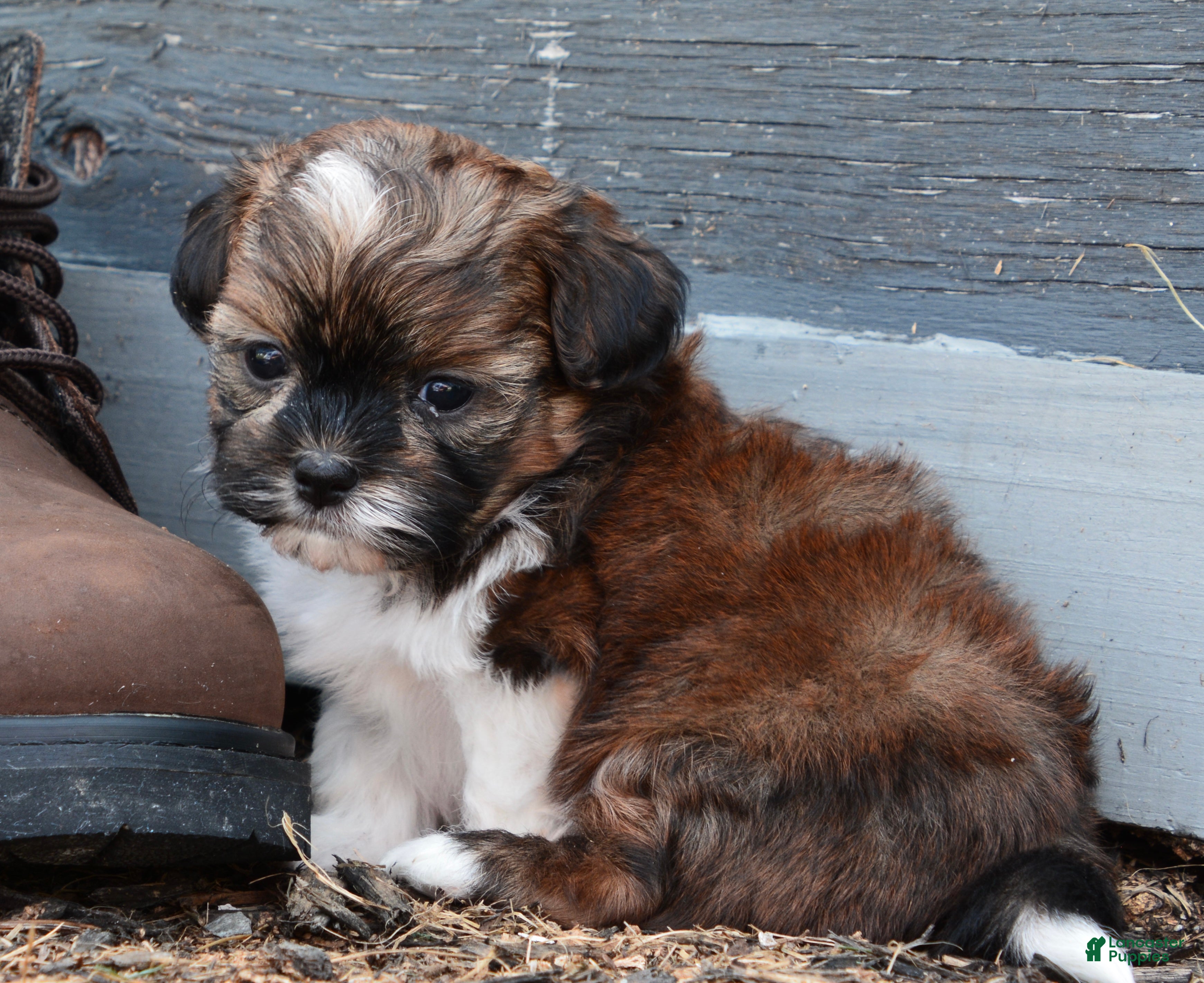 Shihpoo dogs Patches - Ad 1