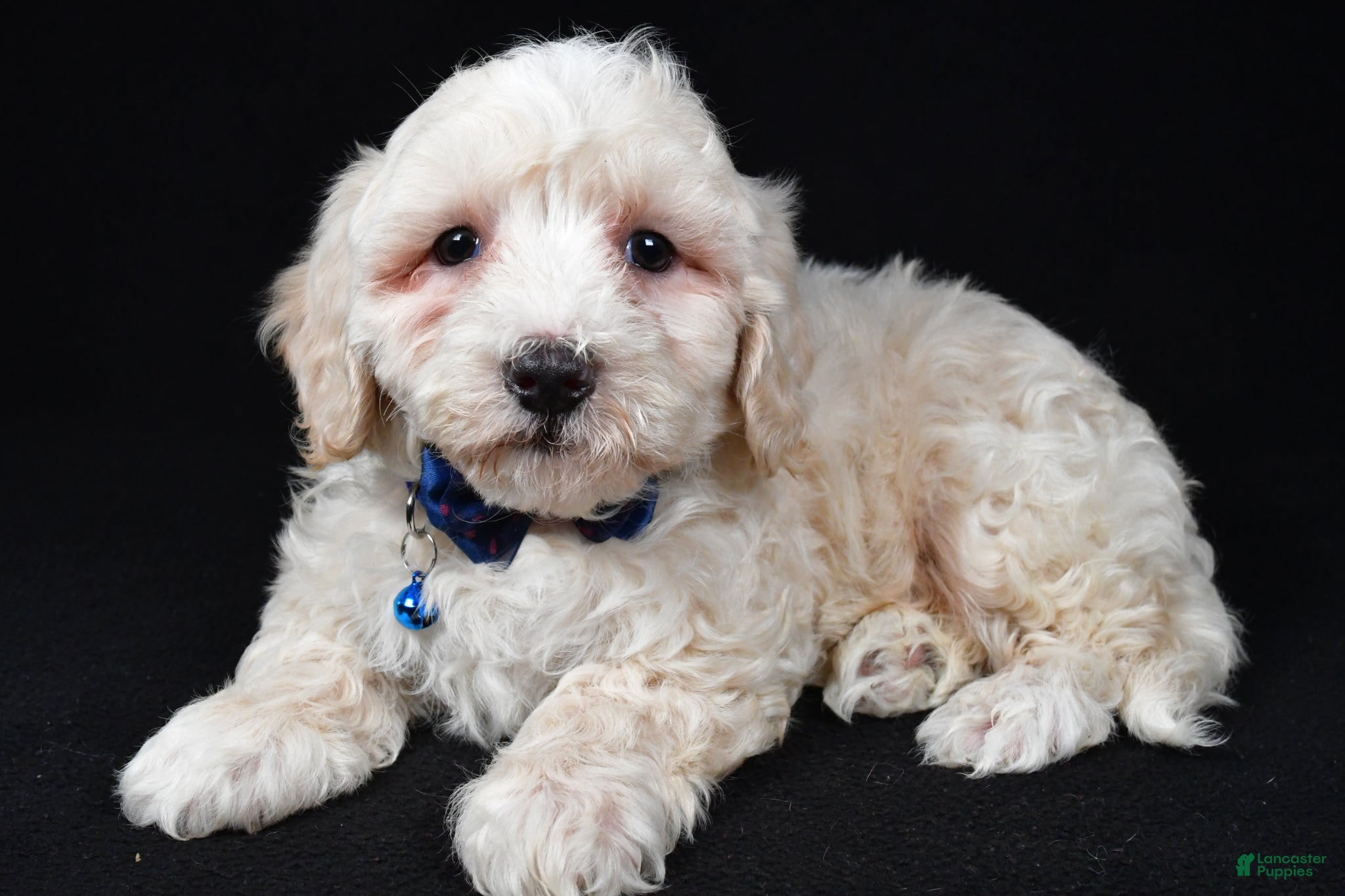 Maltipoo dogs Wade - Ad 2
