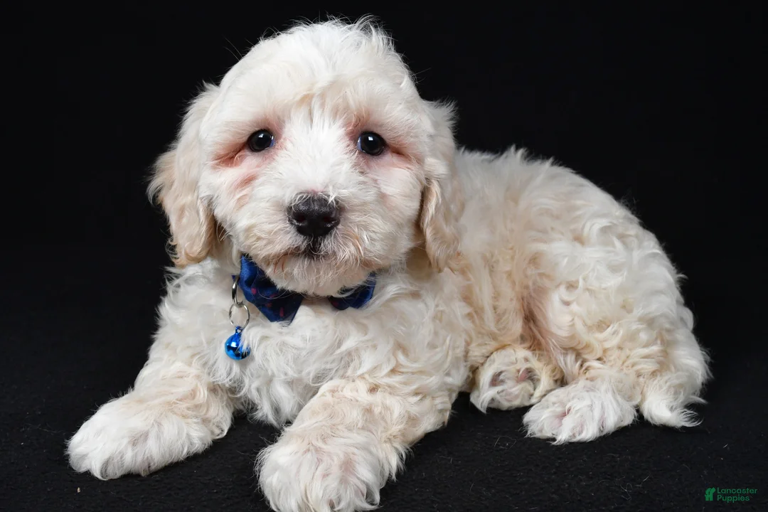 Maltipoo dogs for sale: Wade - Ad 2