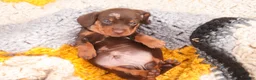 Miniature Dachshund dogs for sale: Cody Miniature Dachshund  - Ad 7