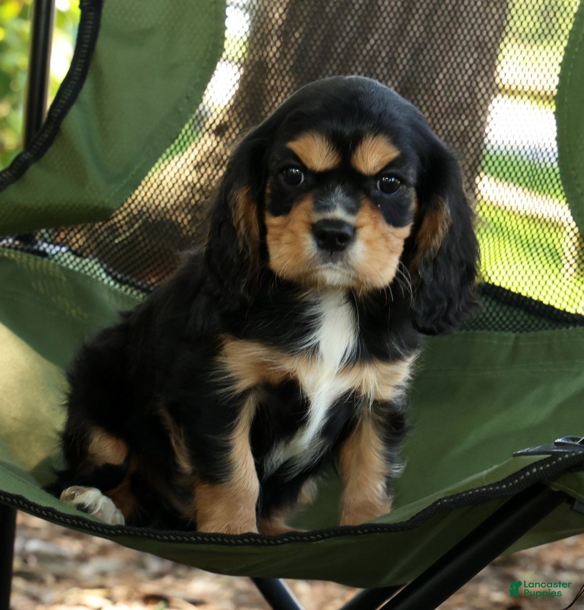 Cavalier King Charles Spaniel dogs for sale: Corey - Ad 8