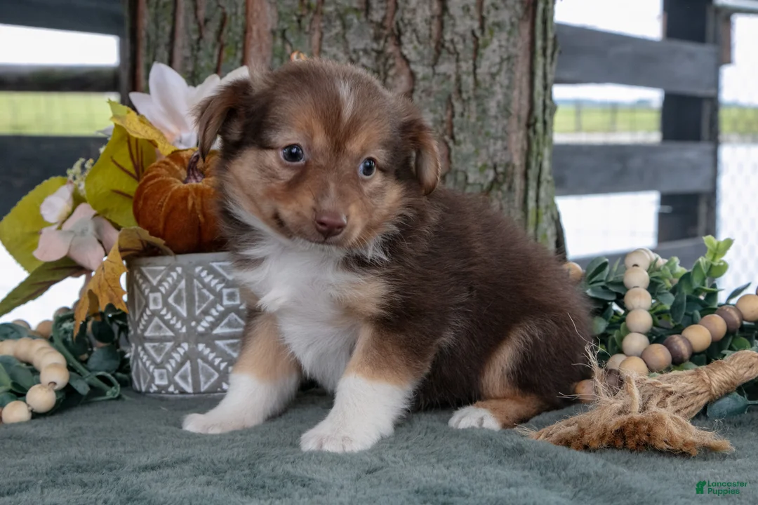 Toy Australian Shepherd dogs for sale: Waverly - Ad 3
