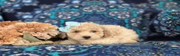 Bichpoo dogs for sale: Susie Hypoallergenic - Ad 3