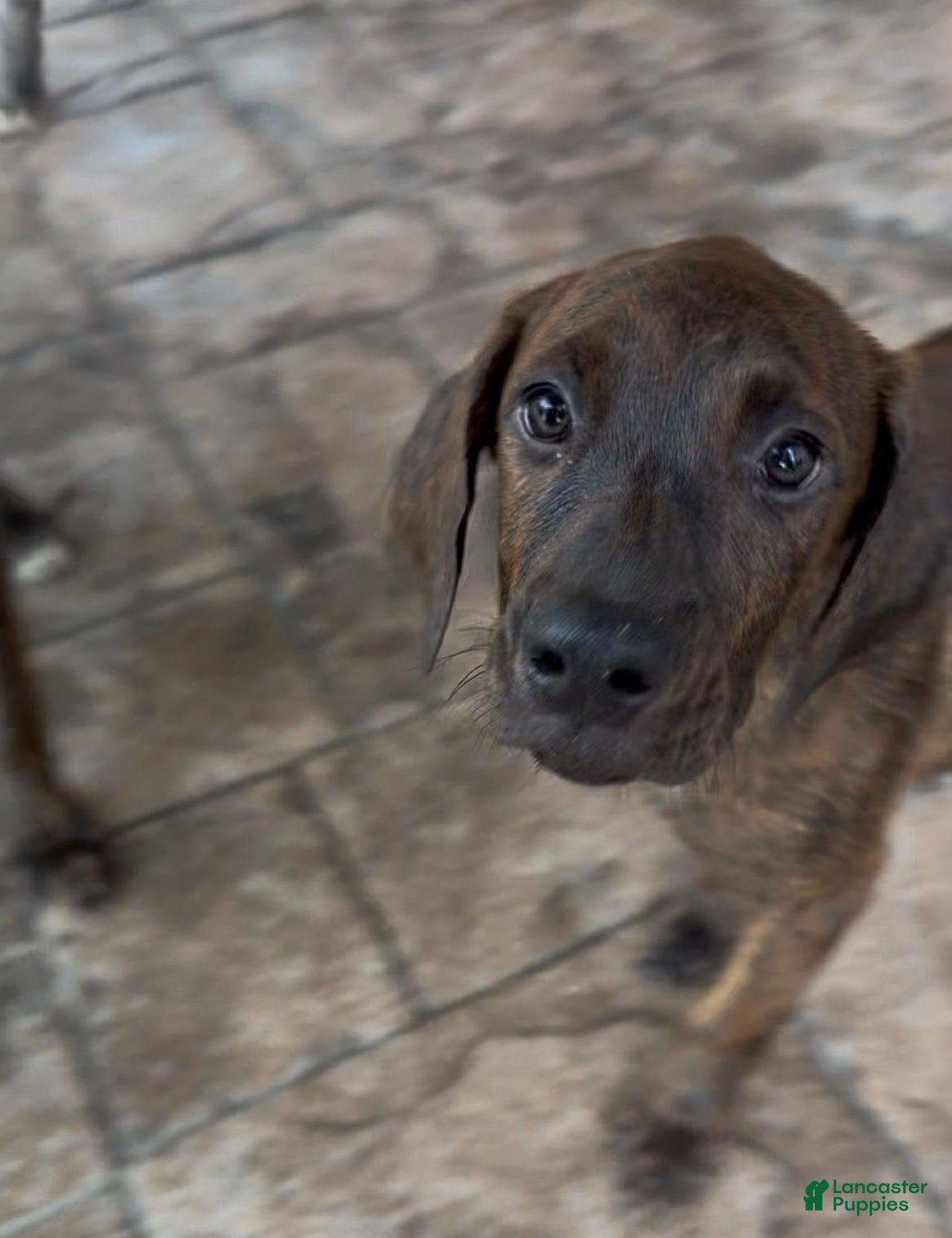 Mixed Breed dogs Teal - Ad 2