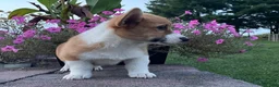 Welsh Corgi Pembroke dogs for sale: Welsh Corgi Pembroke 5 - Ad 6