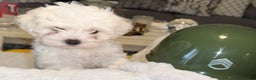 Mixed Breed dogs for sale:  Lhatese Breed “Trooper”  - Ad 6