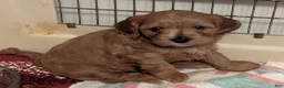 Cavapoo dogs for sale: Dug - Ad 3