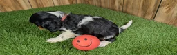 Cavalier King Charles Spaniel dogs for sale: Bessie Girl 1 - Ad 4