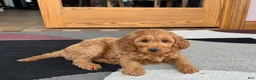 Cockapoo dogs for sale: Manny - Ad 5