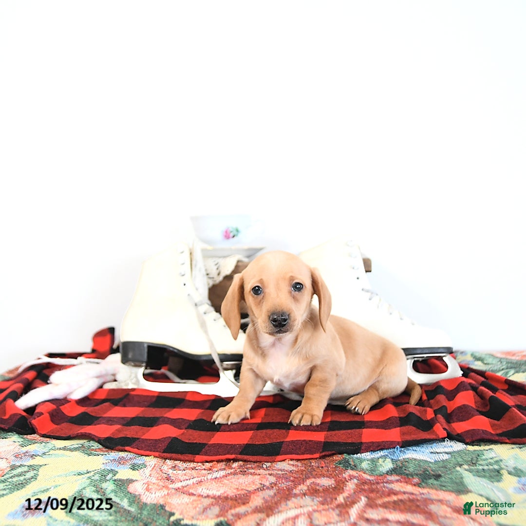 Miniature Dachshund dogs for sale: Benny - Ad 15