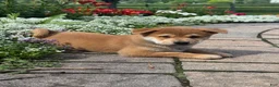Shiba Inu dogs for sale: Iggy - Ad 2