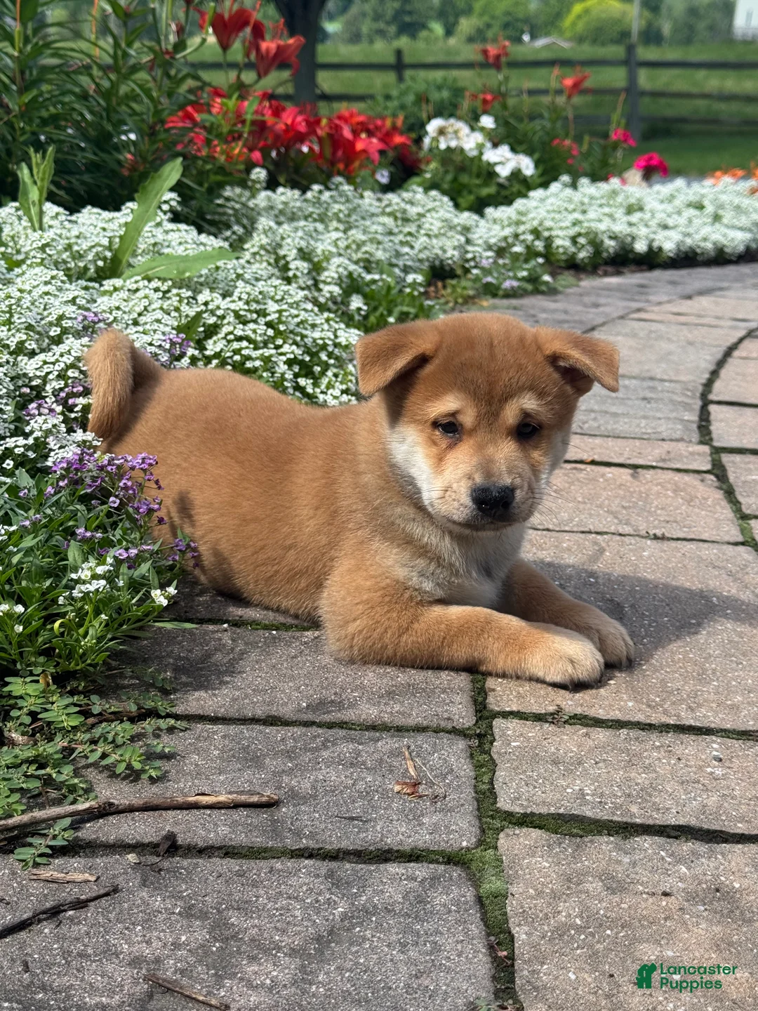 Shiba Inu dogs for sale: Iggy - Ad 2