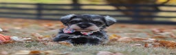 Miniature Schnauzer dogs for sale: Brianna - Ad 38