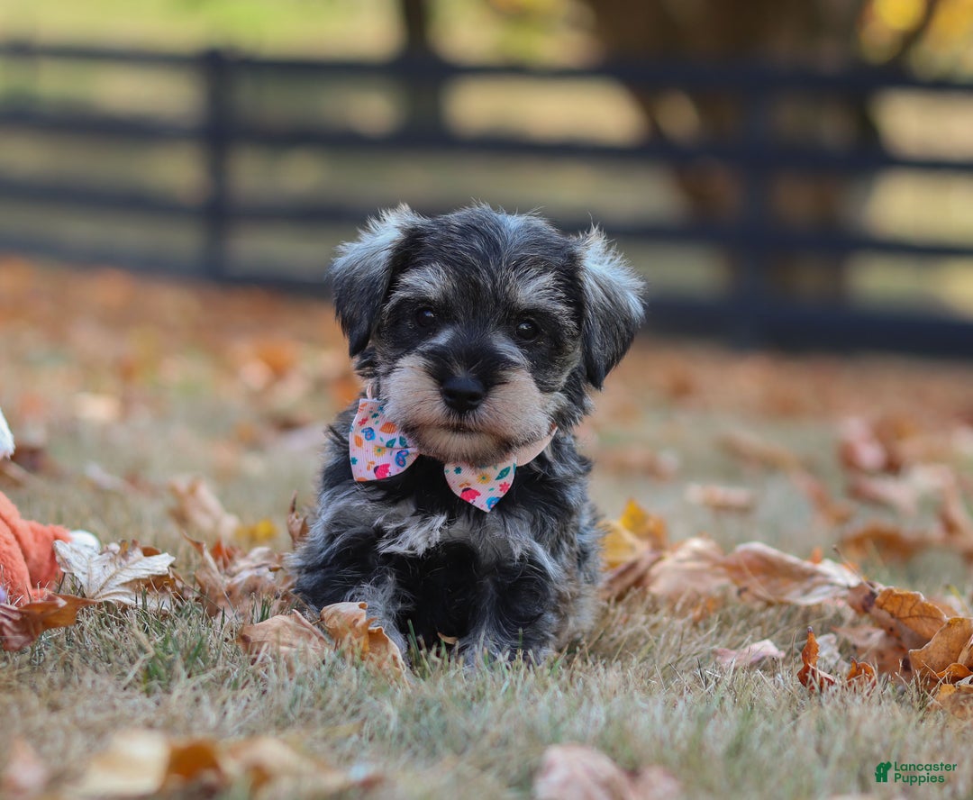 Miniature Schnauzer dogs for sale: Brianna - Ad 38